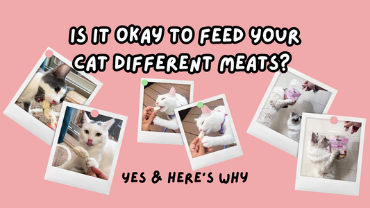 cats eating healthy treats that are different proteins