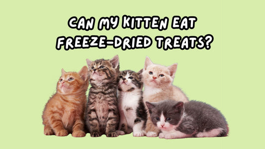 Can my kitten eat freeze-dried treats?