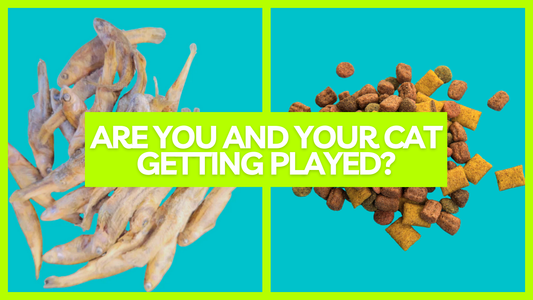 Freeze-Dried Minnows vs Mystery Pellets | Are You Feeding Your Cat Right?