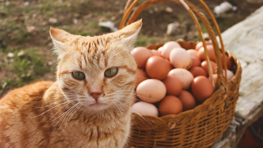 Can Cats Eat Eggs? What Cat Parents Should Know