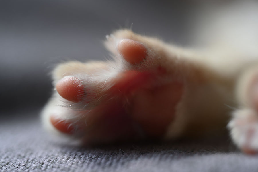 Close-up of a cat paw with pink paw pads