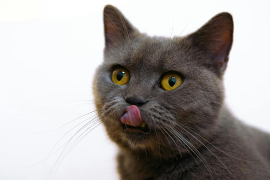 Are Cats Really “Picky Eaters”? Why Your Cat Might Be Hesitant — And How to Help Them Love New Treats