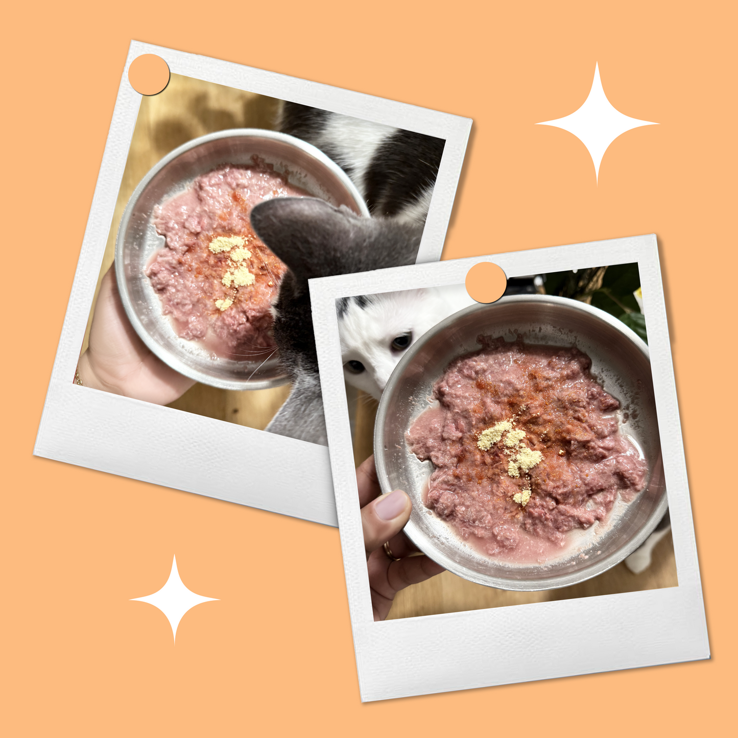 Freeze-Dried Pumpkin Powder