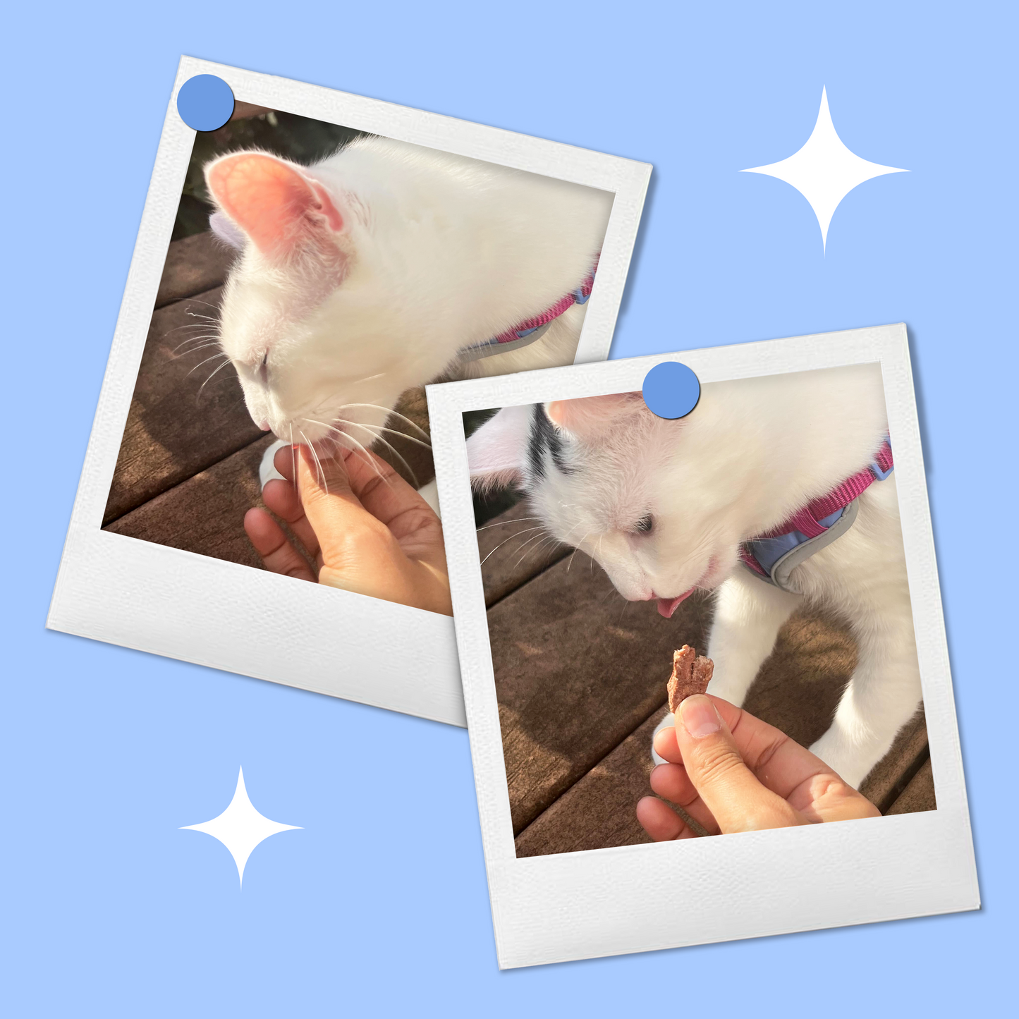 Cat enjoying BellePepper freeze-dried chicken heart slices – crunchy, nutrient-dense treats for carnivorous pets