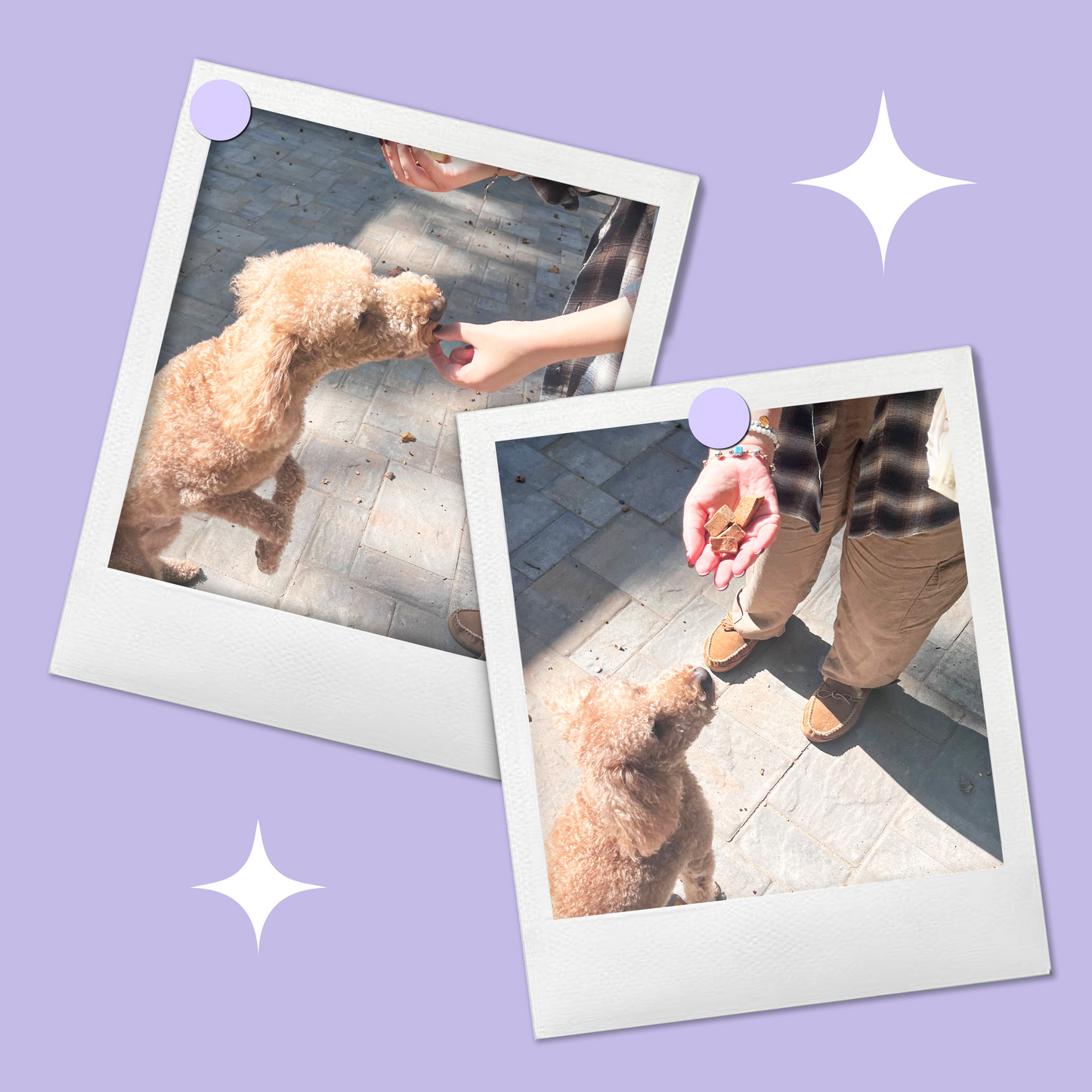 Dog enjoying BellePepper freeze-dried bison liver – high-protein, wholesome treats made from a novel protein source