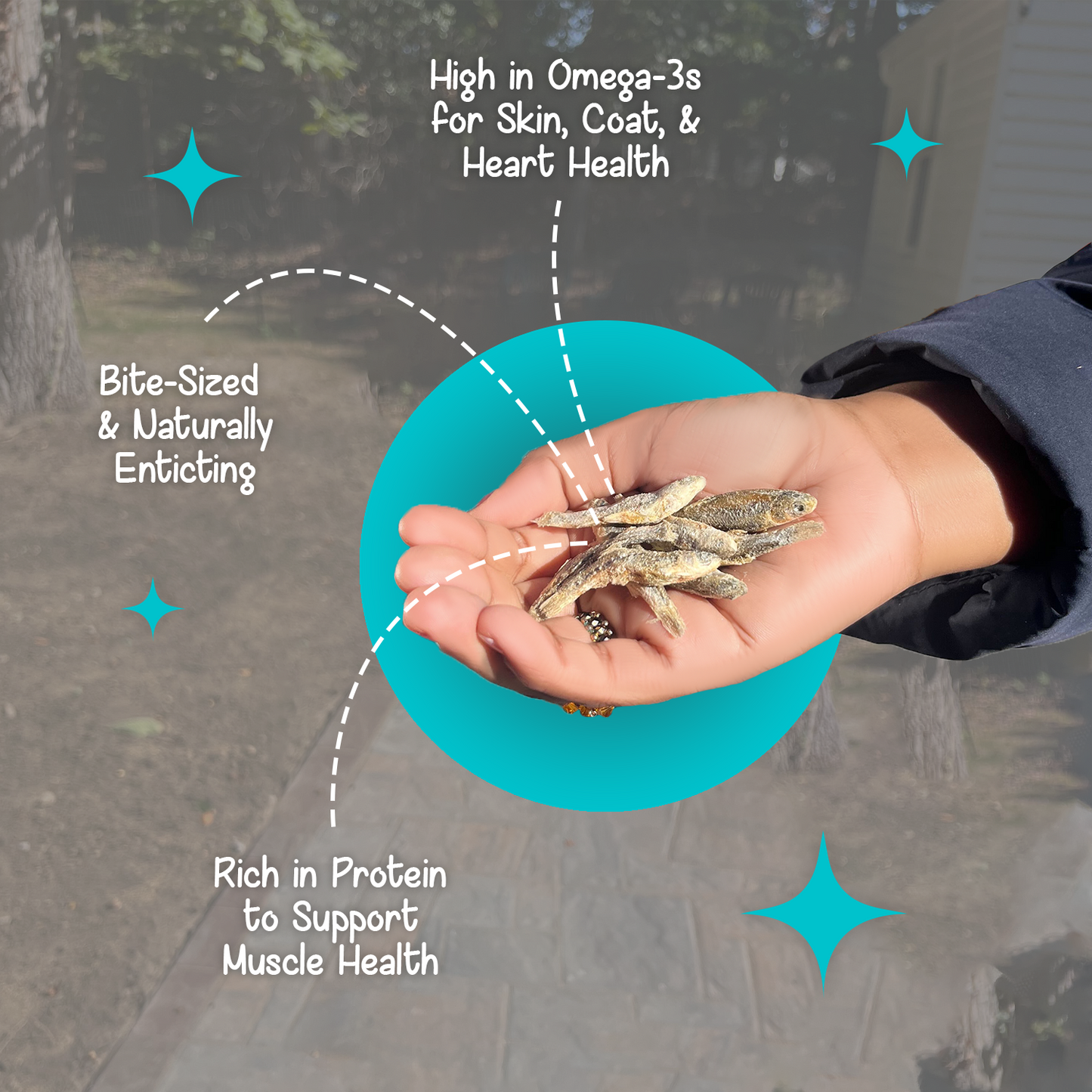 Hand holding BellePepper freeze-dried minnows, highlighting their high protein content and natural omega-3 support
