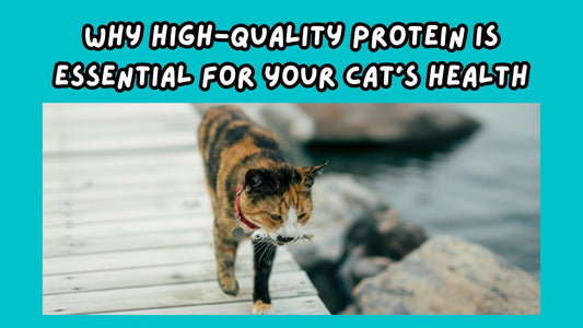 Cat hunting a fish for food out in the wild for natural protein