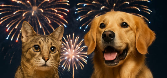 Hot Dogs, Cool Cats: 4th of July Weekend Safety Tips for Pets