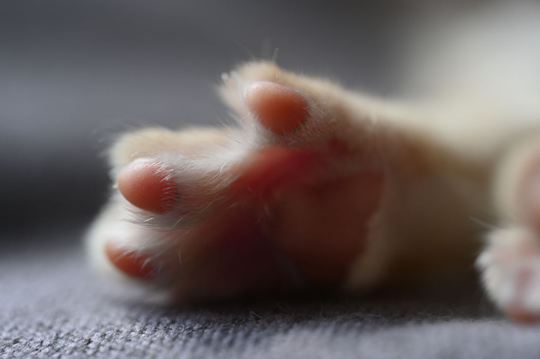 Close-up of a cat paw with pink paw pads