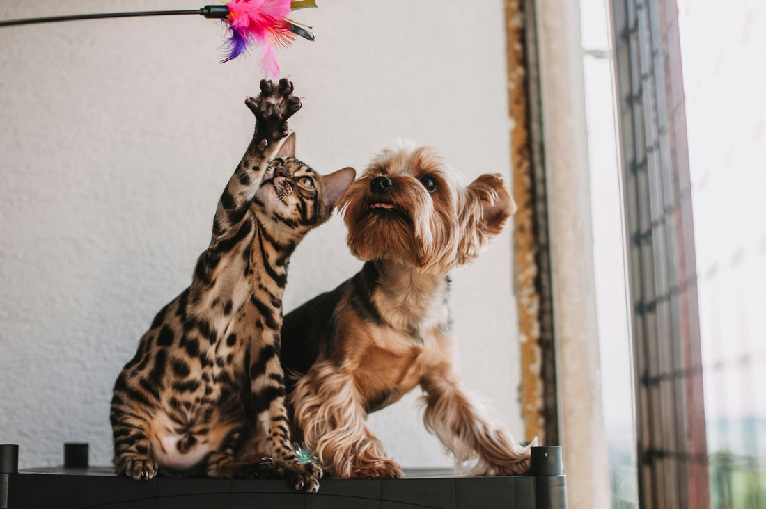 A cat and dog sitting together by a window