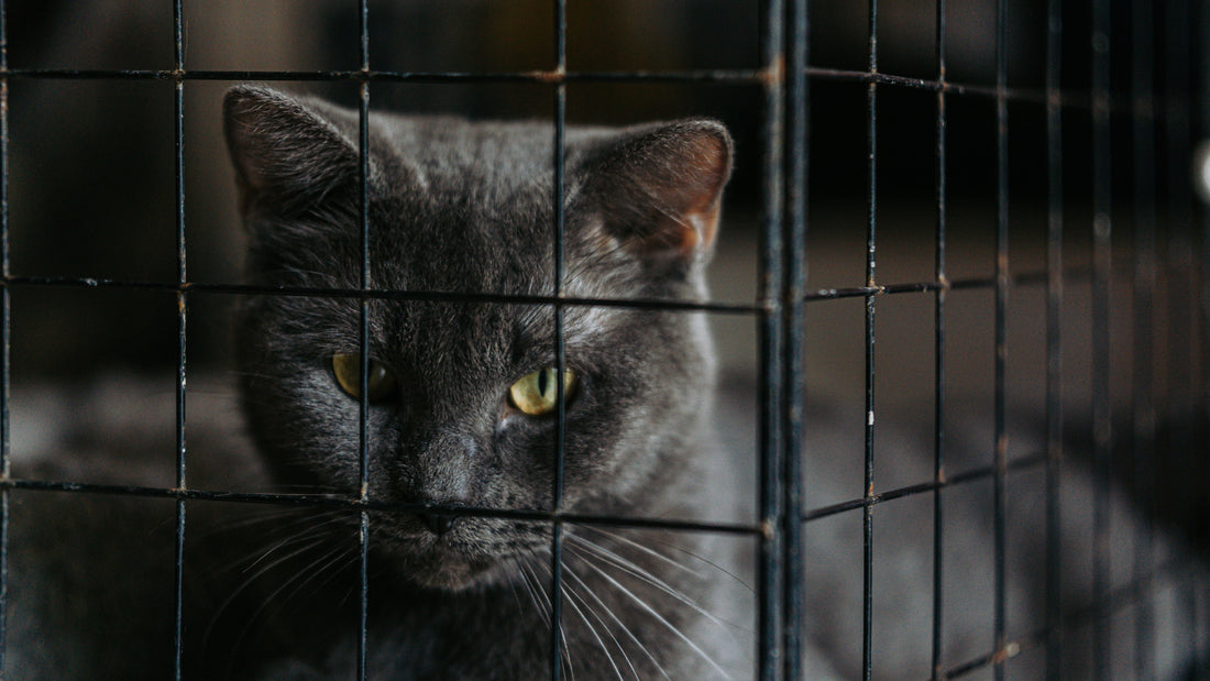 What Is TNR? How Trap-Neuter-Return Helps Community Cats