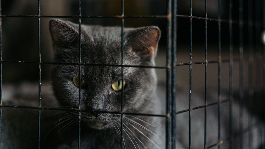 What Is TNR? How Trap-Neuter-Return Helps Community Cats