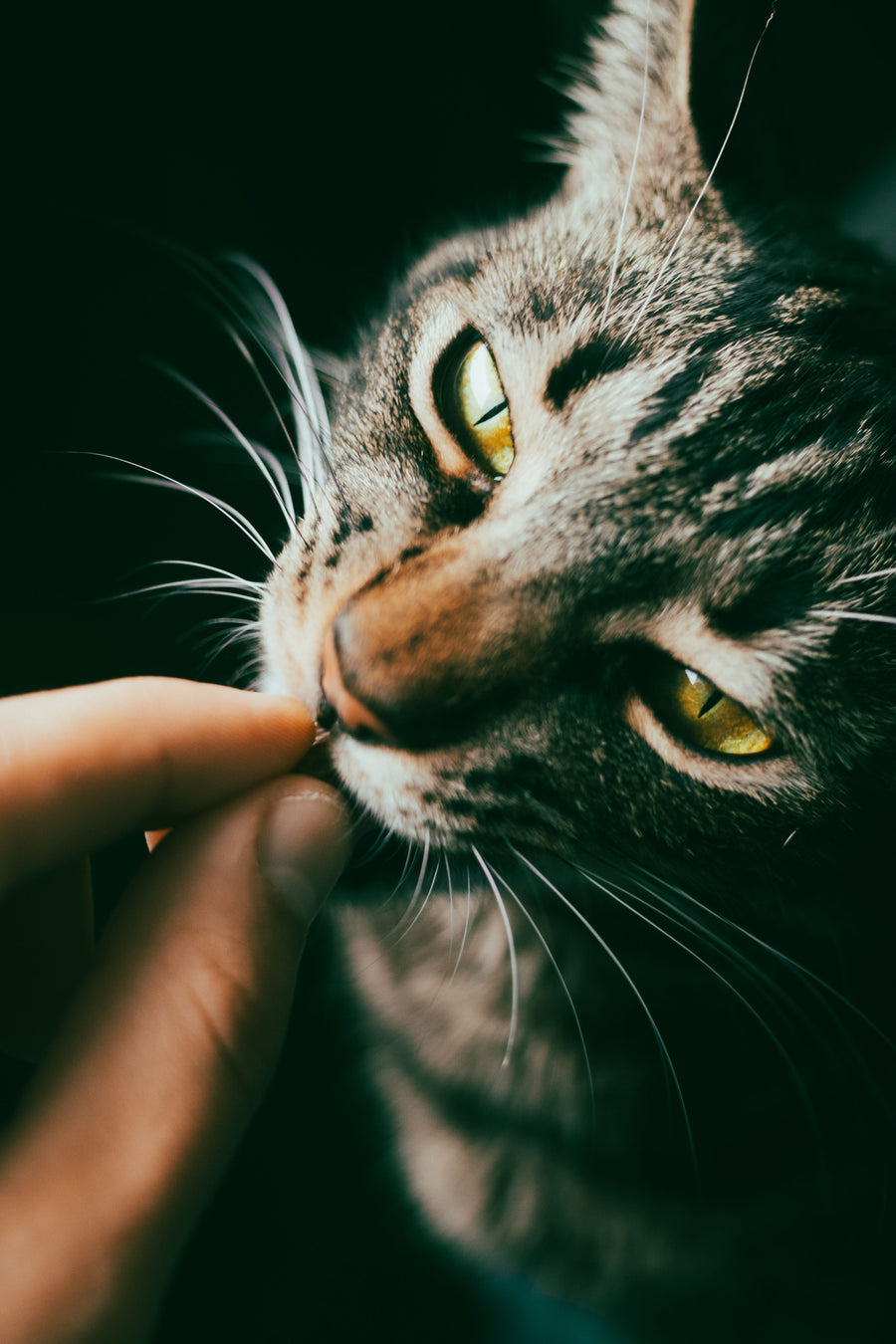 How to Choose the Best Cat Treats for Your Cat’s Health and Happiness