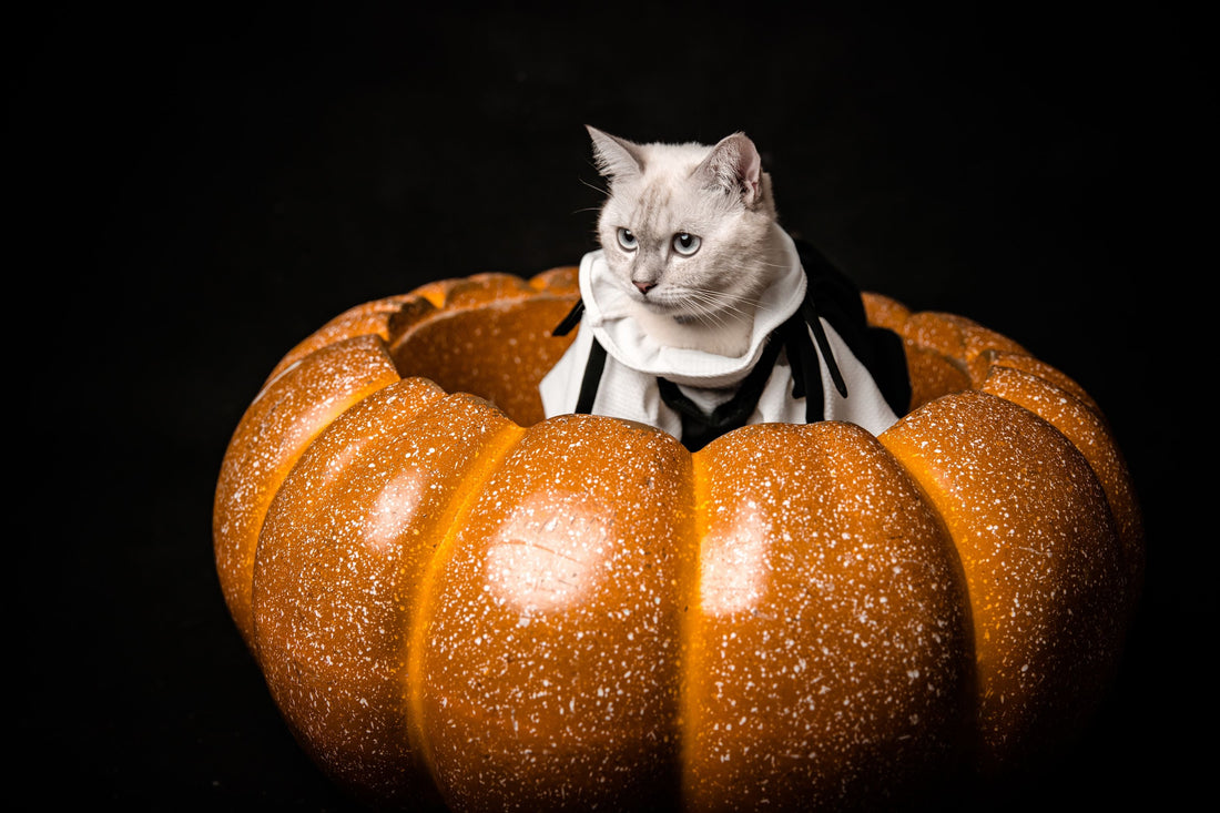 How to Keep Your Cat Safe This Halloween: 7 Essential Tips