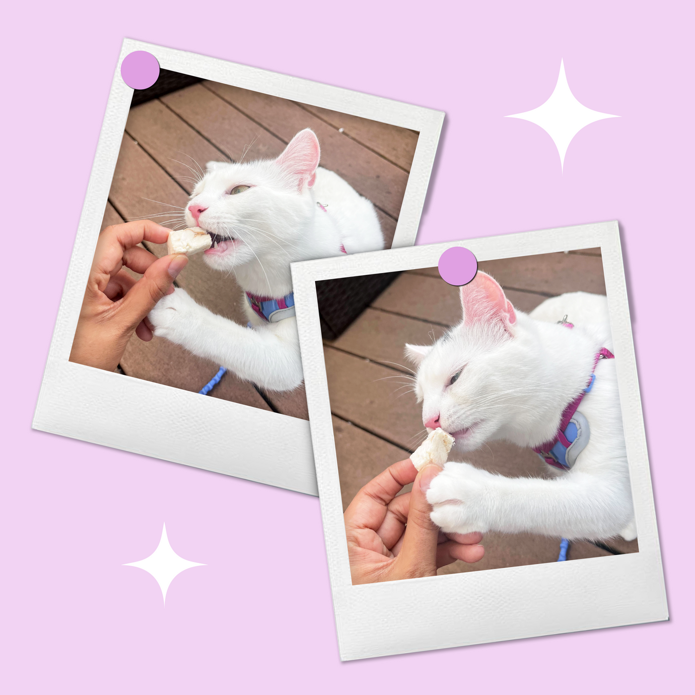 Cat enjoying treat time