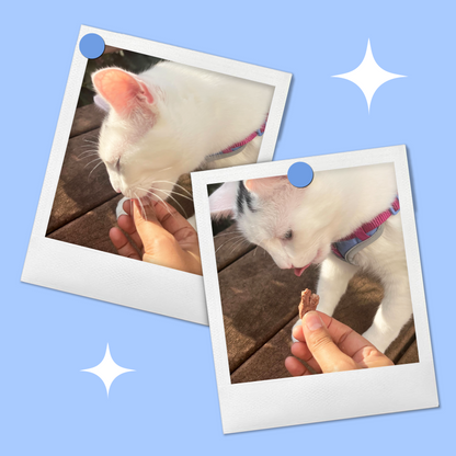 Cat enjoying BellePepper freeze-dried chicken heart slices – crunchy, nutrient-dense treats for carnivorous pets
