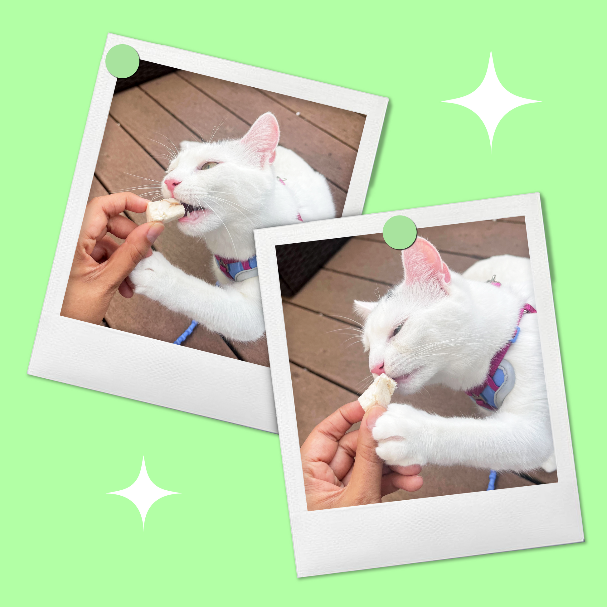Cat happily chewing on BellePepper freeze-dried Alaskan whitefish – a light, crunchy treat full of nutrients