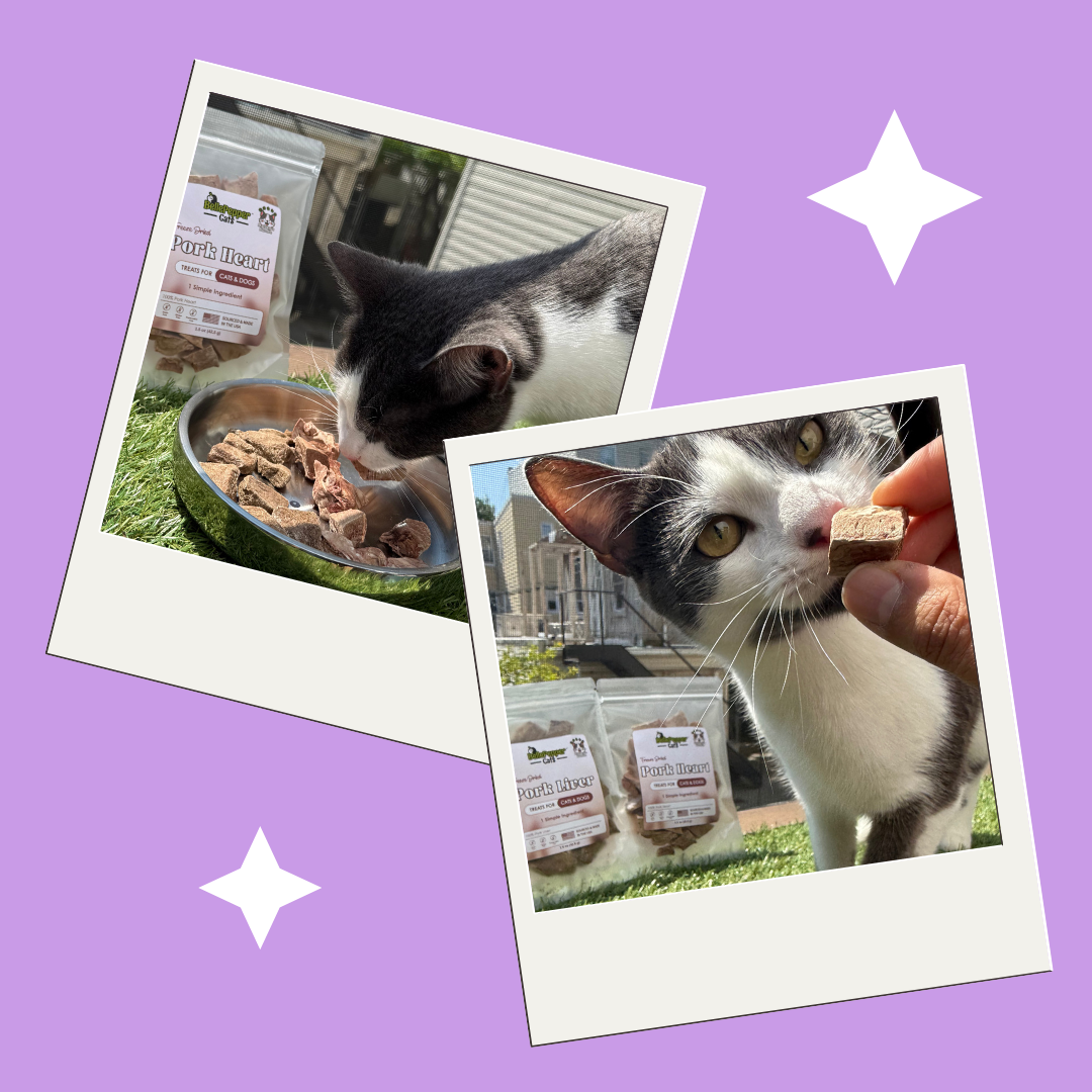 Cat enjoying a BellePepper treat