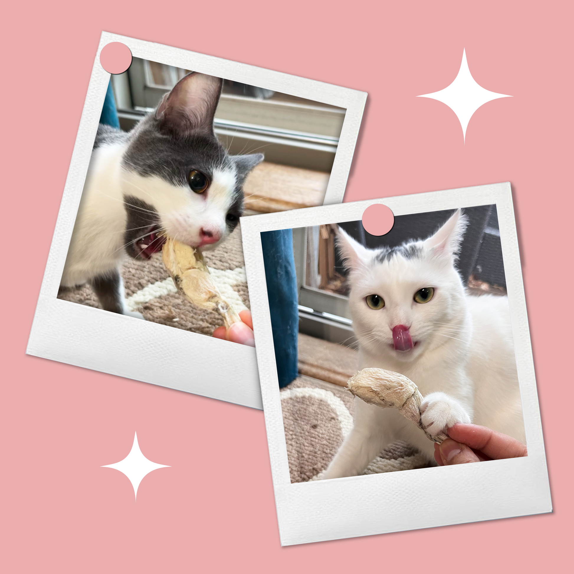 Two curious cats eating BellePepper’s freeze-dried frog legs – crunchy, protein-rich treats for cats