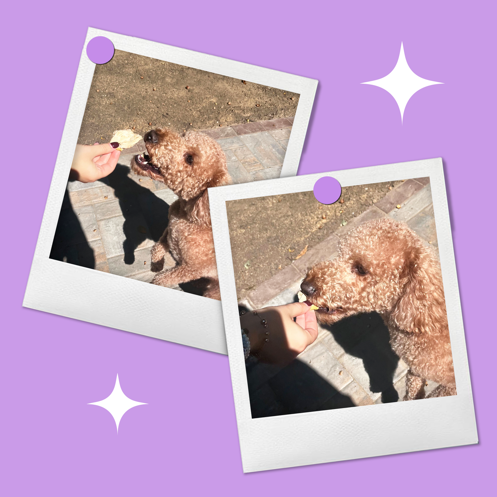 Dog chewing on a BellePepper freeze-dried chicken gizzard – part of the Chicken Lovers variety pack