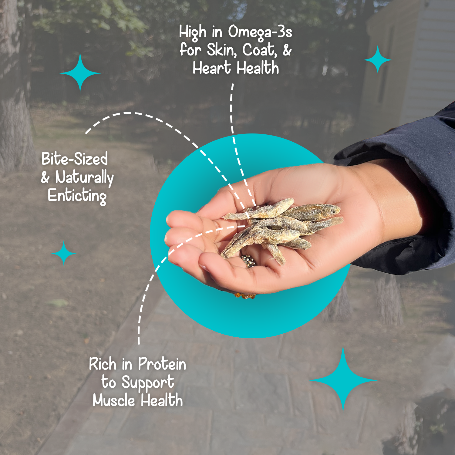 Hand holding BellePepper freeze-dried minnows, highlighting their high protein content and natural omega-3 support