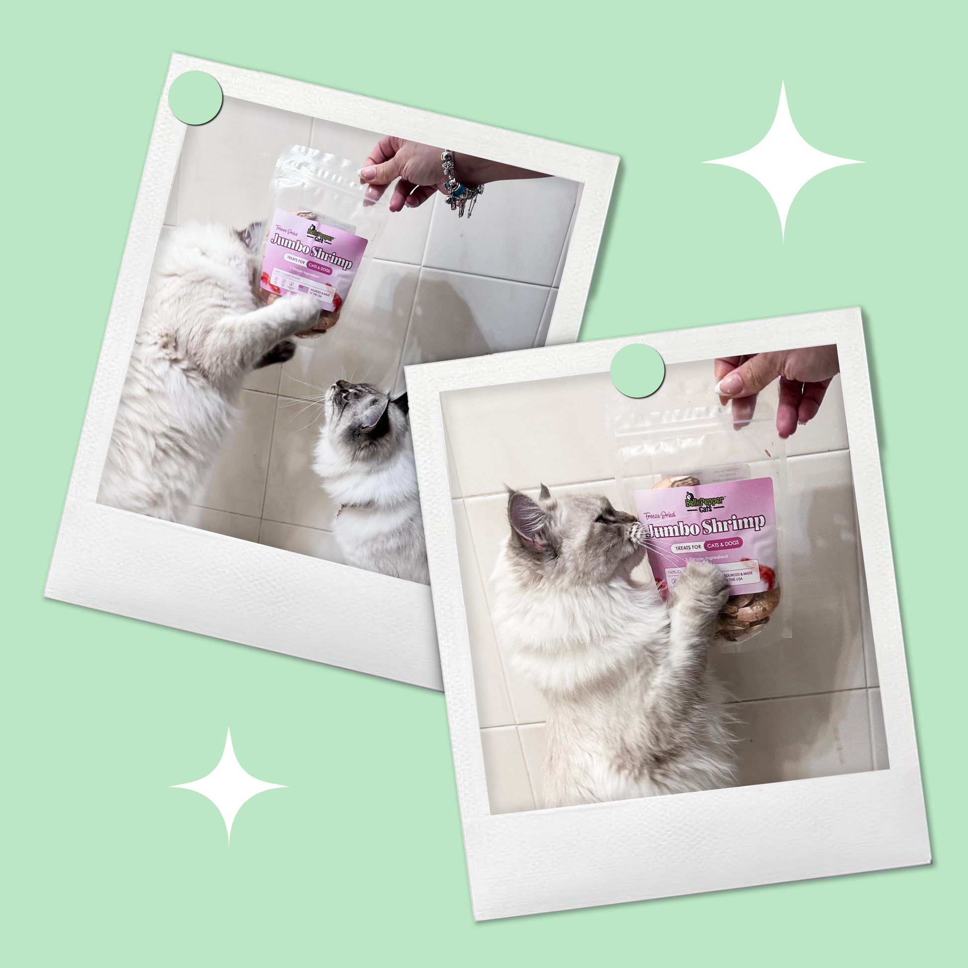 Two Siberian cats curiously reaching for a bag of BellePepper Cats jumbo shrimp treats