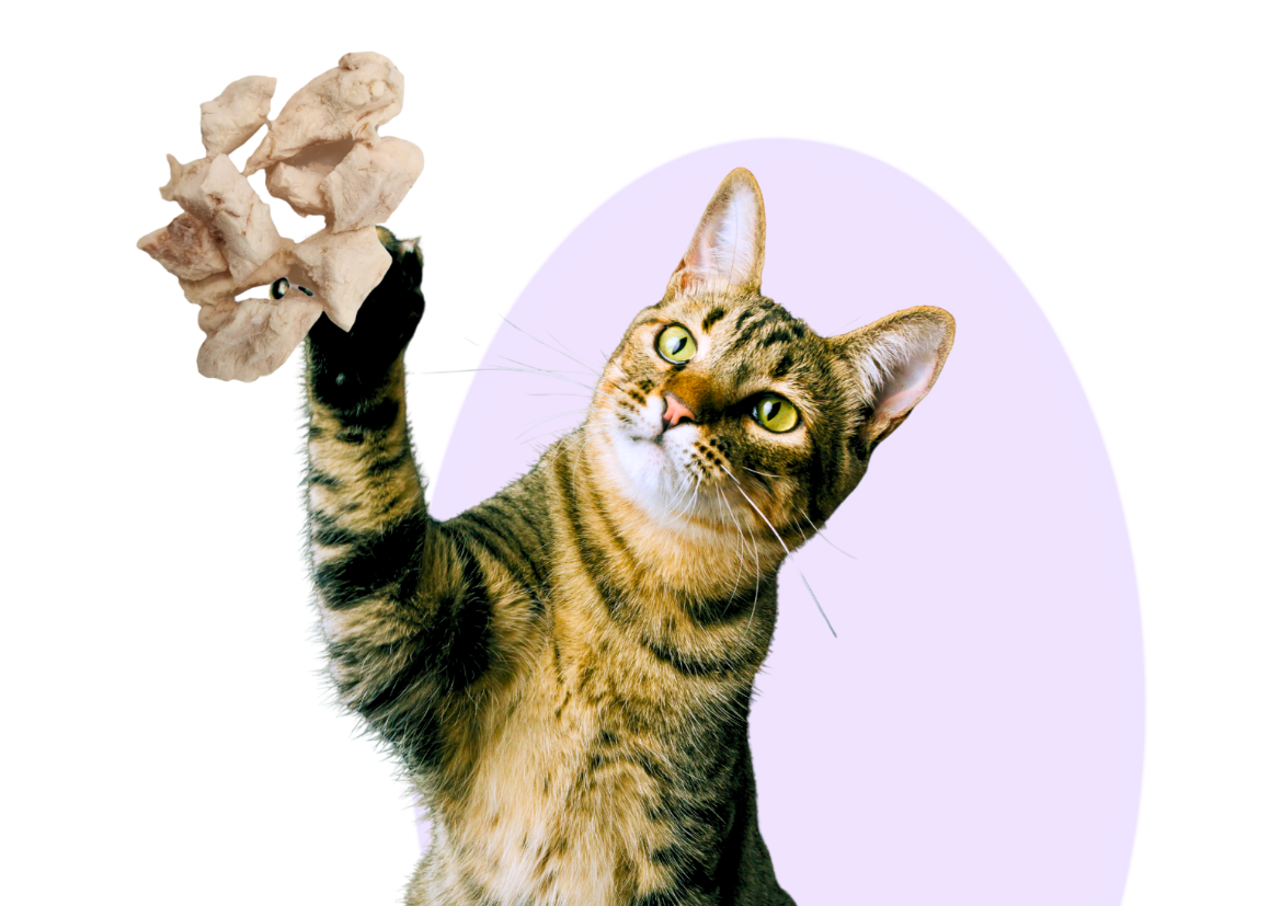 BellePepper Cats hero cat image